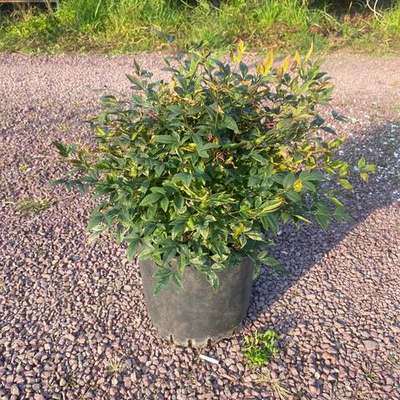 Heavenly Bamboo (Nandina) 24