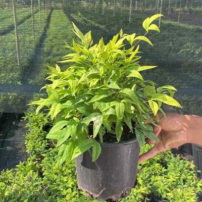 Heavenly Bamboo (Nandina) 25