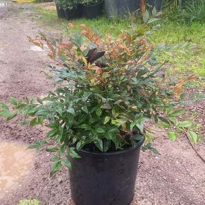 Heavenly Bamboo (Nandina) 26