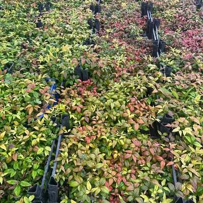 Heavenly Bamboo (Nandina) 27