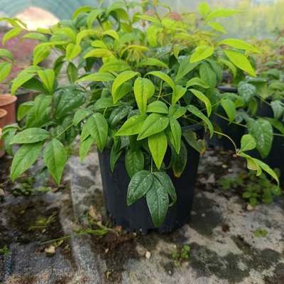 Heavenly Bamboo (Nandina) 28