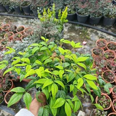Heavenly Bamboo (Nandina) 29