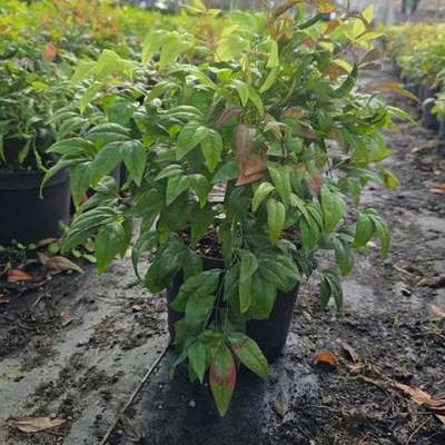 Heavenly Bamboo (Nandina) 30