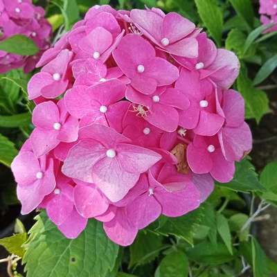 Hydrangea 6