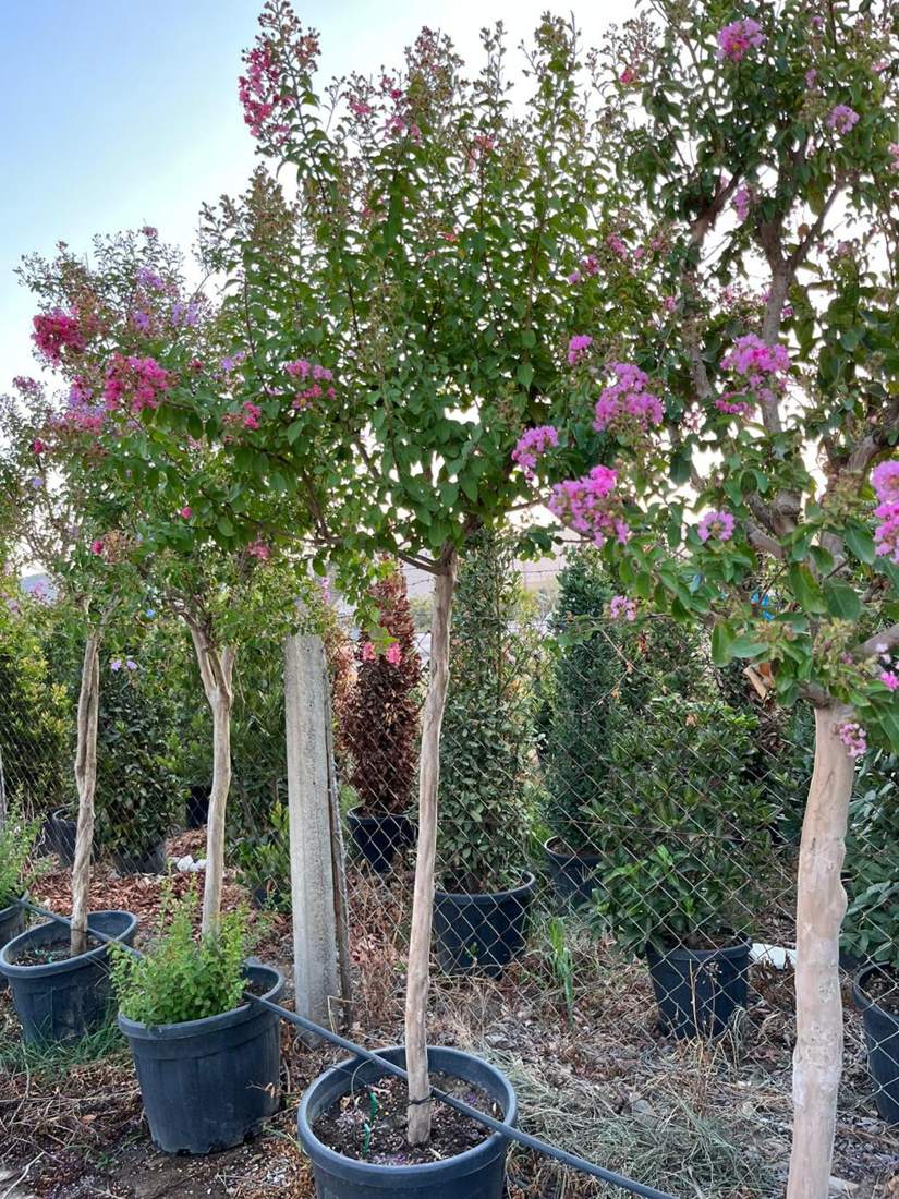 Crape Myrtle (Lagerstroemia indica)