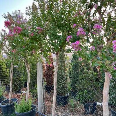 Crape Myrtle (Lagerstroemia indica)