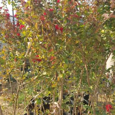 Crape Myrtle 2