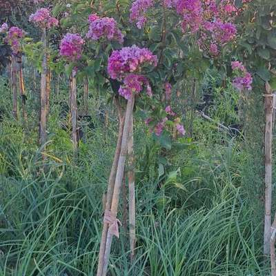Crape Myrtle 3
