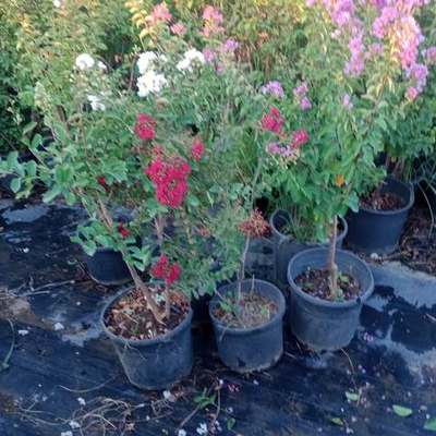 Crape Myrtle 4