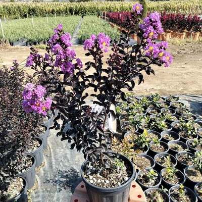 Crape Myrtle 5