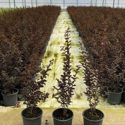 Crape Myrtle 6