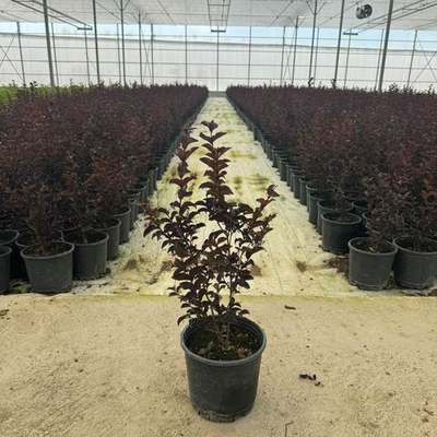 Crape Myrtle 7