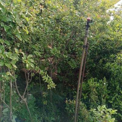 Crape Myrtle 8