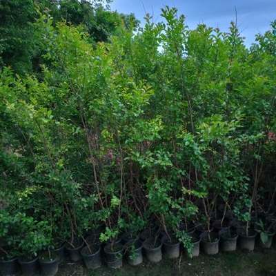 Crape Myrtle 9