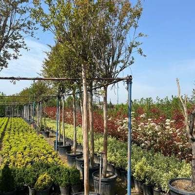 Crape Myrtle 10