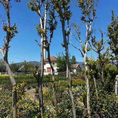 Crape Myrtle 11