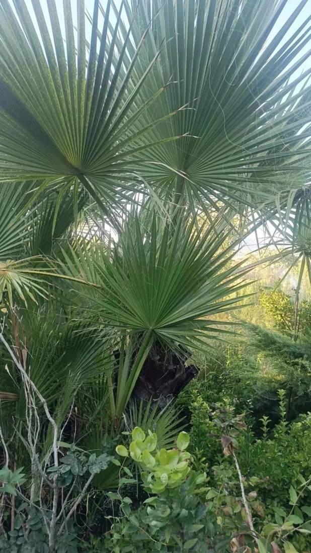 Palms (Washingtonia, Phoenix, Chamaerops, Cycas)