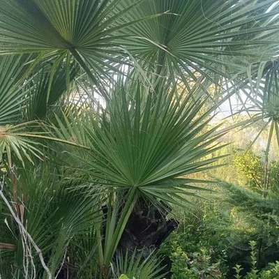 Palms