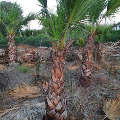 Palms 7