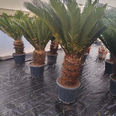 Palms 8