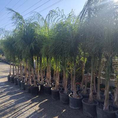 Palms 9
