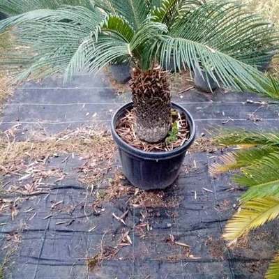 Palms 10