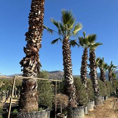 Palms 16