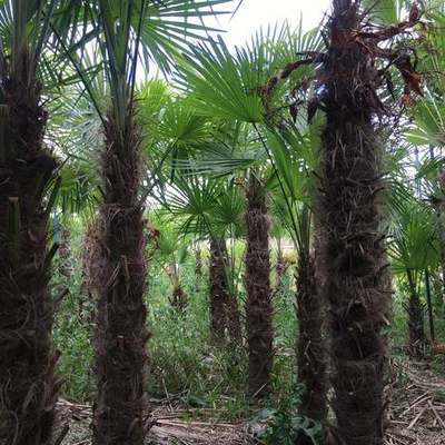 Palms 17