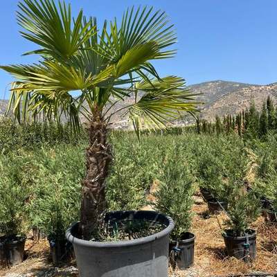 Palms 22