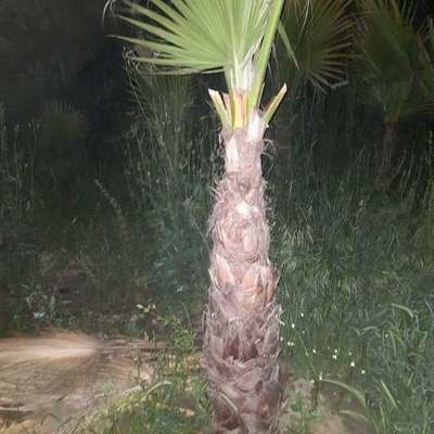 Palms 23