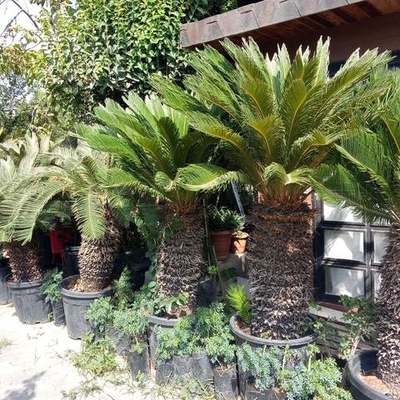 Palms 26