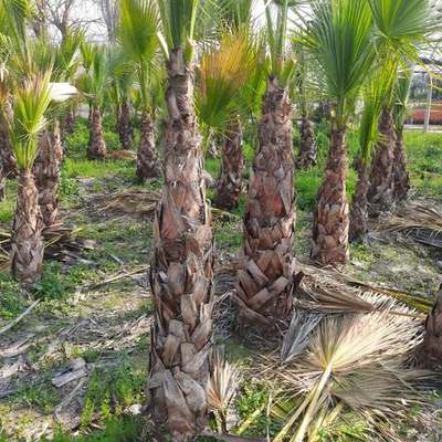 Palms 27