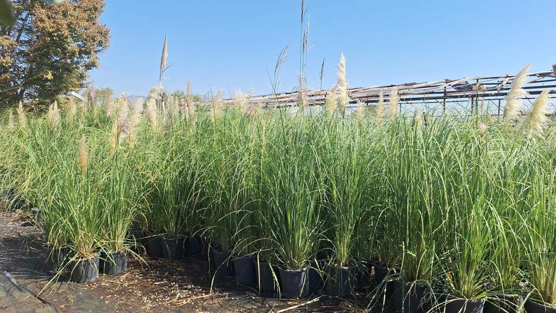 Pampas Grass (Cortaderia selloana)