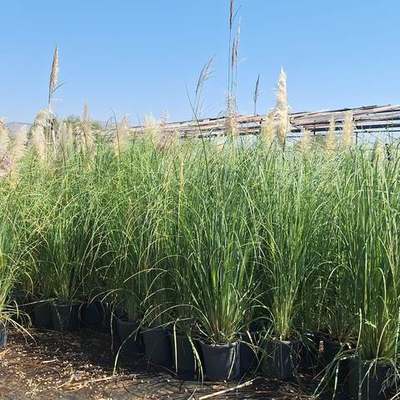 Pampas Grass (Cortaderia selloana)