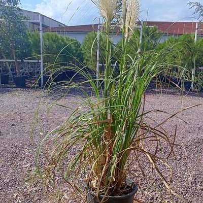 Pampas Grass 2