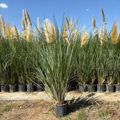 Pampas Grass 3