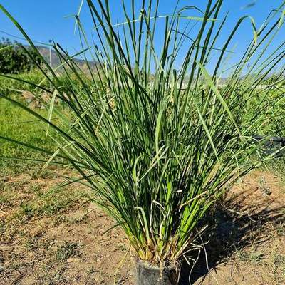 Pampas Grass 4
