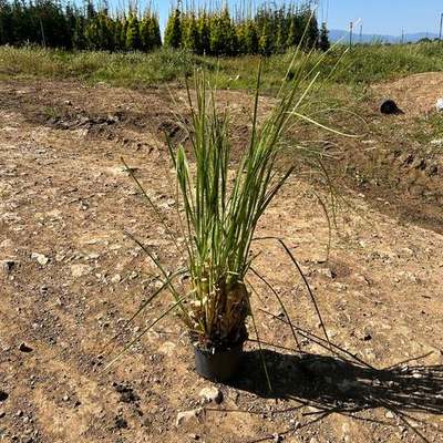Pampas Grass 5