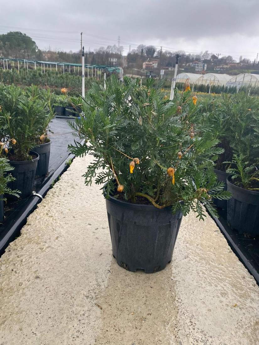 Marguerite & Euryops Daisy (Euryops, Argyranthemum)