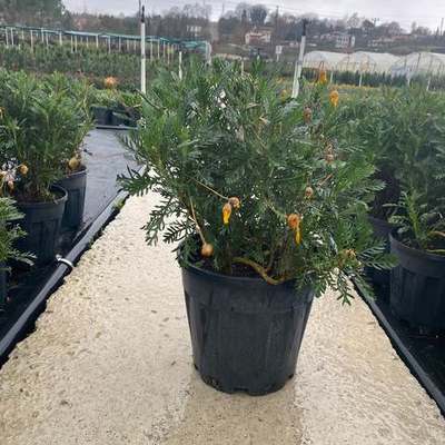 Marguerite & Euryops Daisy (Euryops, Argyranthemum)