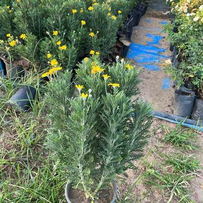 Marguerite & Euryops Daisy 2
