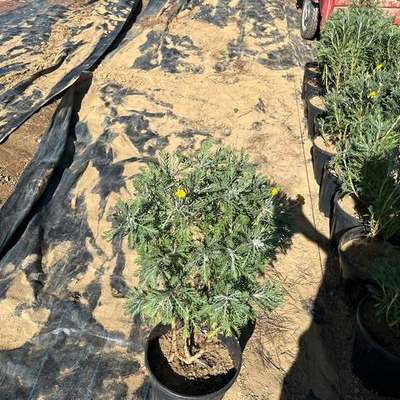 Marguerite & Euryops Daisy 5