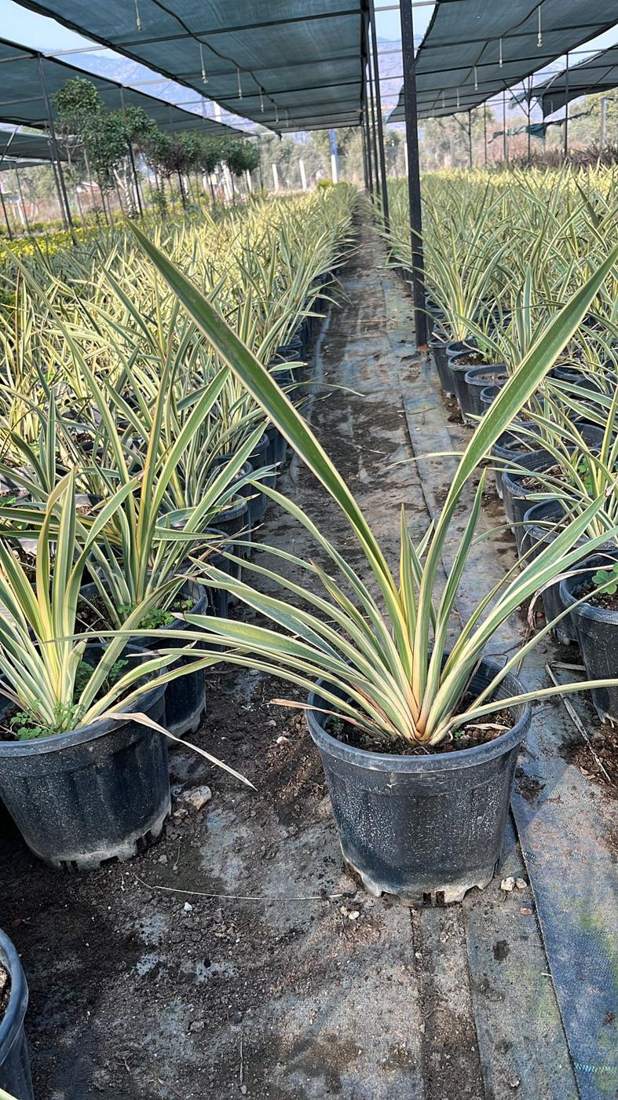 New Zealand Flax (Phormium tenax)