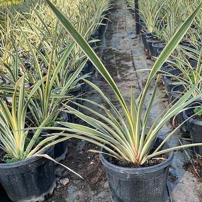 New Zealand Flax (Phormium tenax)
