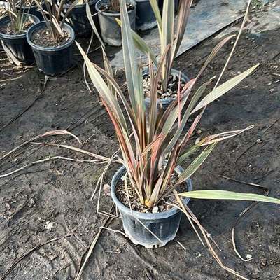 New Zealand Flax 2