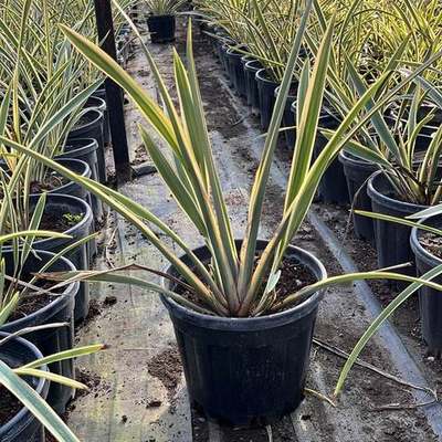 New Zealand Flax 3