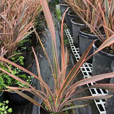 New Zealand Flax 4