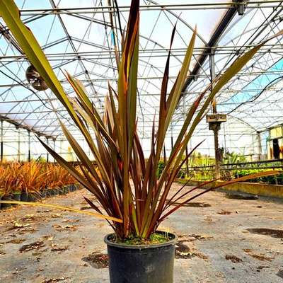New Zealand Flax 5