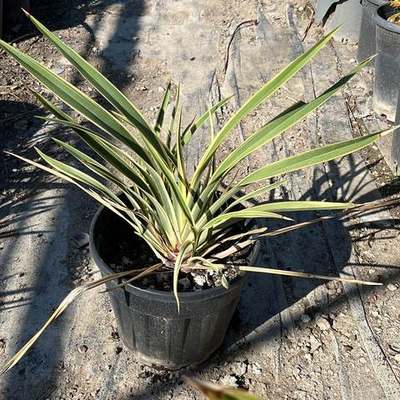 New Zealand Flax 6