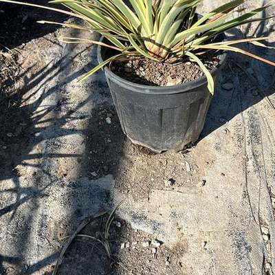 New Zealand Flax 7